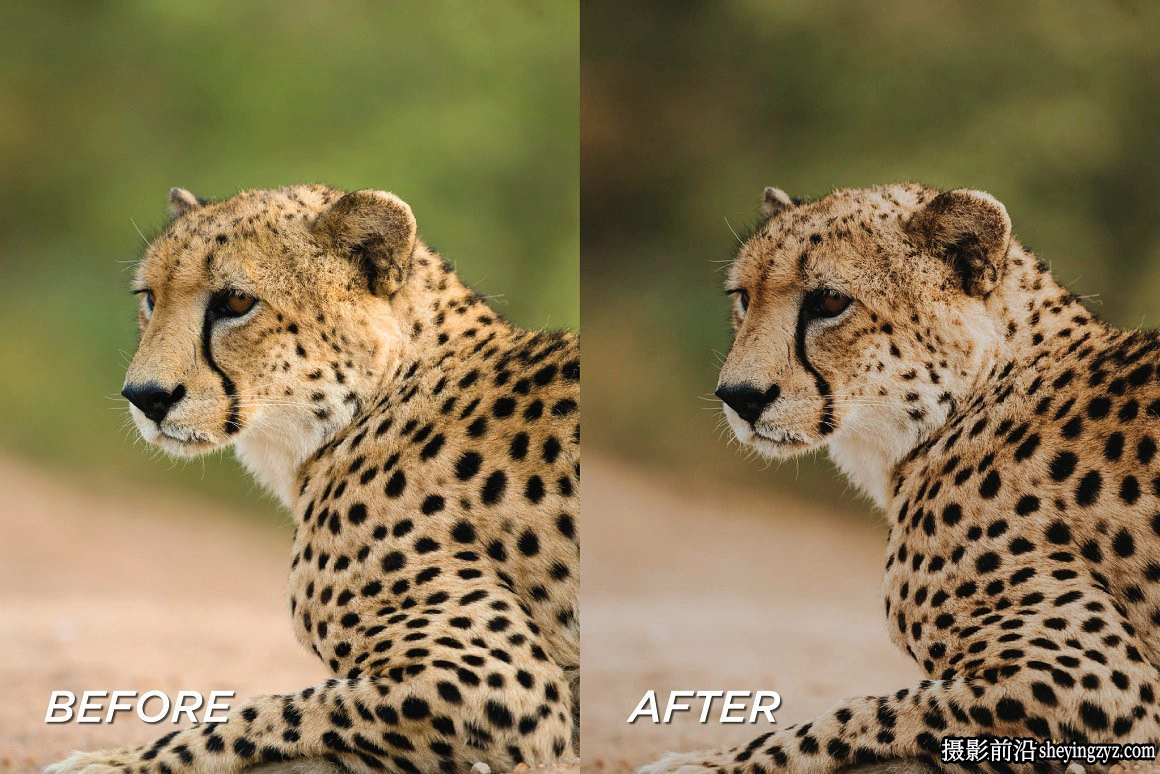 旅拍野生动物调色LR预设+手机调色滤镜 Safari Lightroom Presets