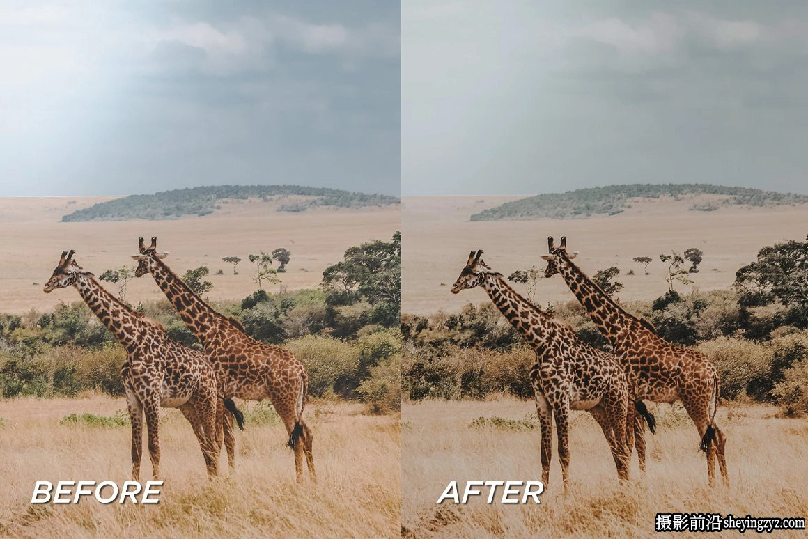 旅拍野生动物调色LR预设+手机调色滤镜 Safari Lightroom Presets