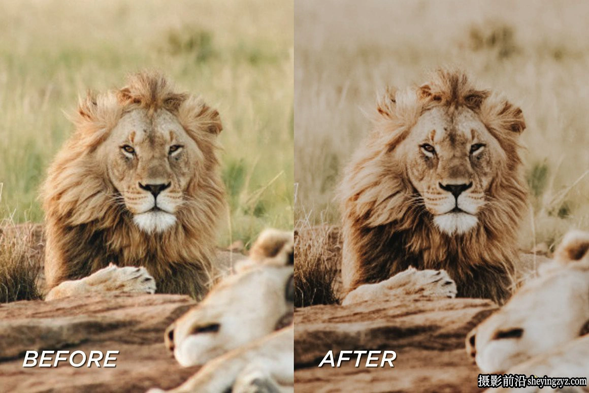 旅拍野生动物调色LR预设+手机调色滤镜 Safari Lightroom Presets