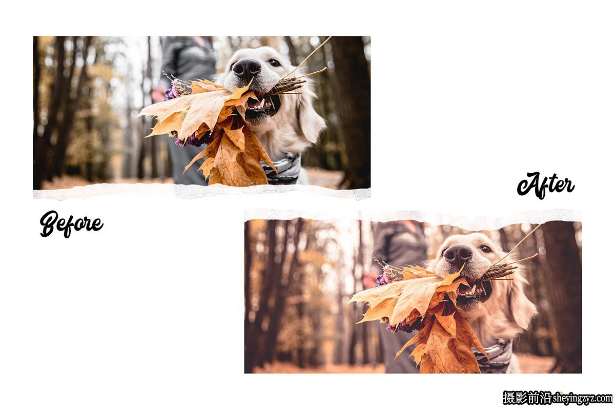 秋季人像调色LR预设及手机滤镜 Autumn Premium Lightroom Presets