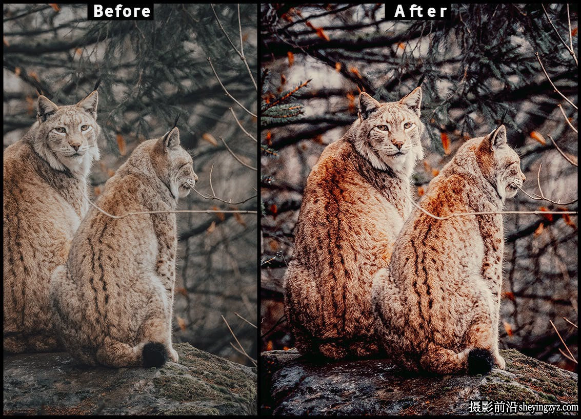 旅拍野生动物摄影调色LR预设手机调色滤镜 Lightroom Presets