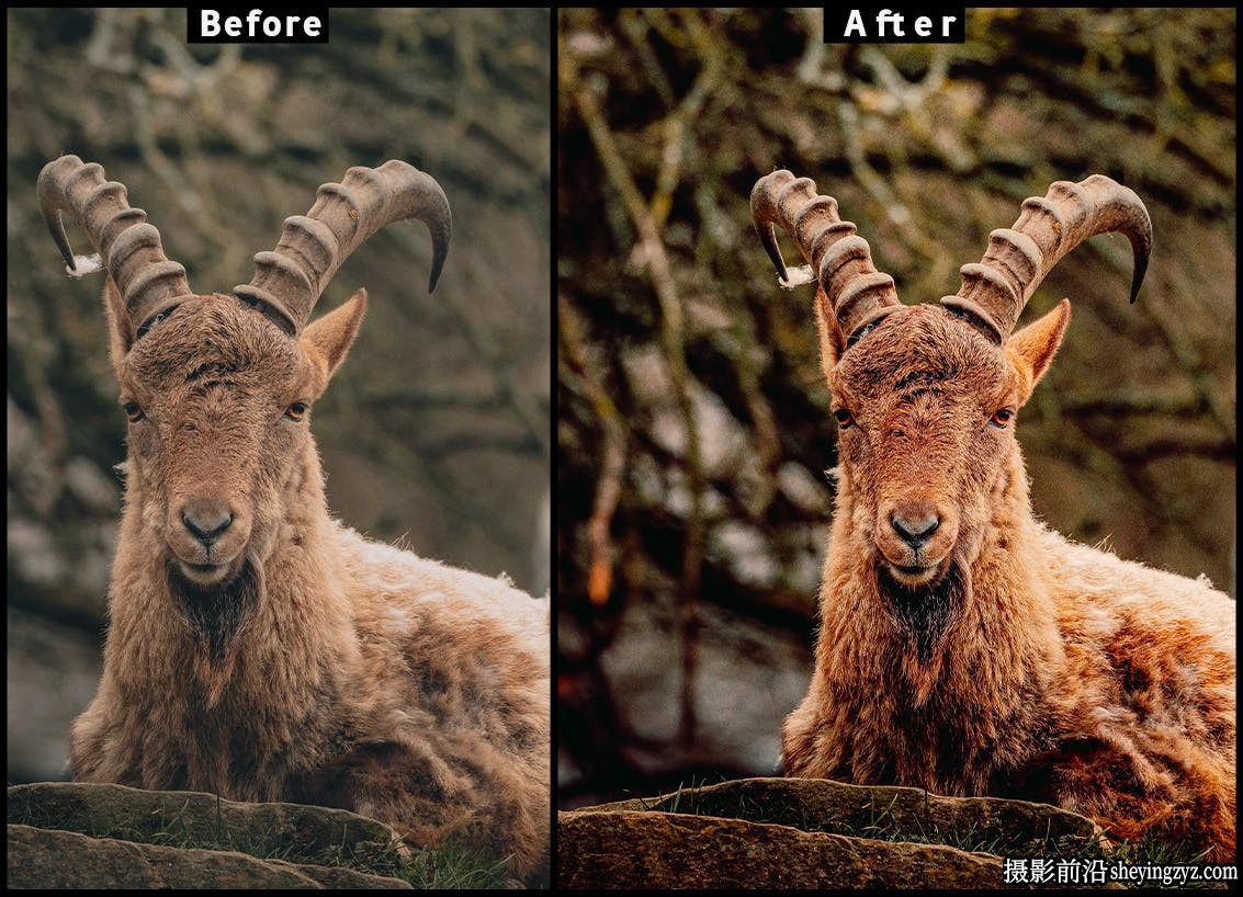 旅拍野生动物摄影调色LR预设手机调色滤镜 Lightroom Presets