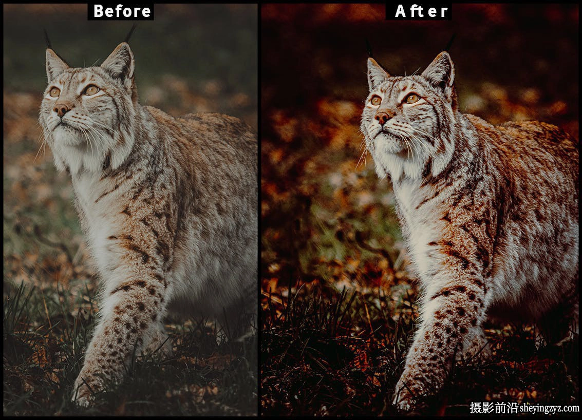旅拍野生动物摄影调色LR预设手机调色滤镜 Lightroom Presets
