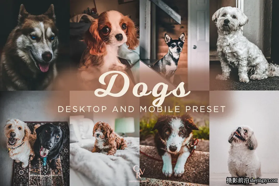 免费LR预设-宠物摄影后期LR预设手机滤镜 Dogs Lightroom Presets