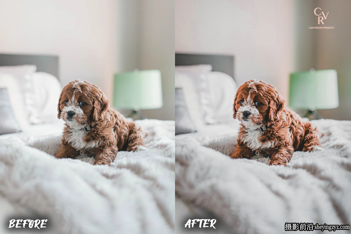 免费LR预设-宠物摄影后期LR预设手机滤镜 Dogs Lightroom Presets