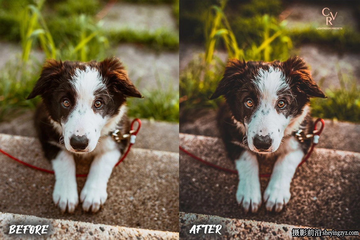 免费LR预设-宠物摄影后期LR预设手机滤镜 Dogs Lightroom Presets