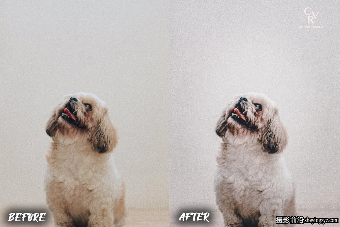 免费LR预设-宠物摄影后期LR预设手机滤镜 Dogs Lightroom Presets