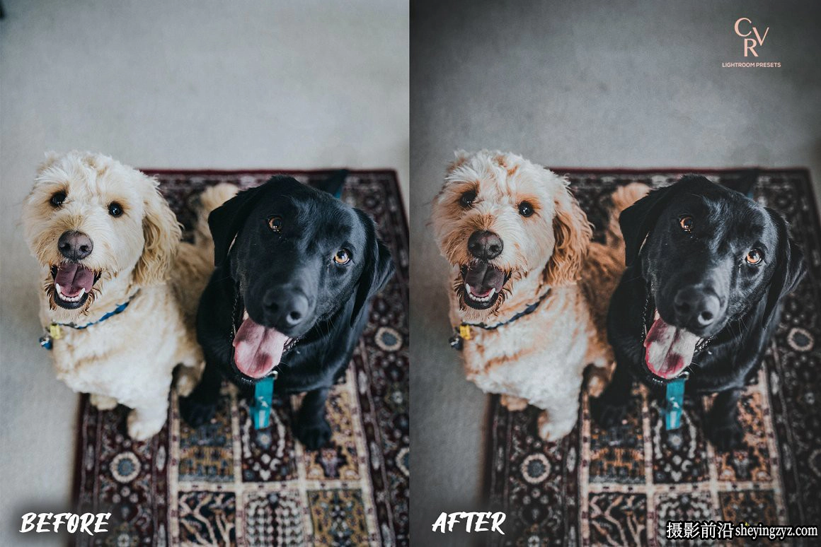 免费LR预设-宠物摄影后期LR预设手机滤镜 Dogs Lightroom Presets