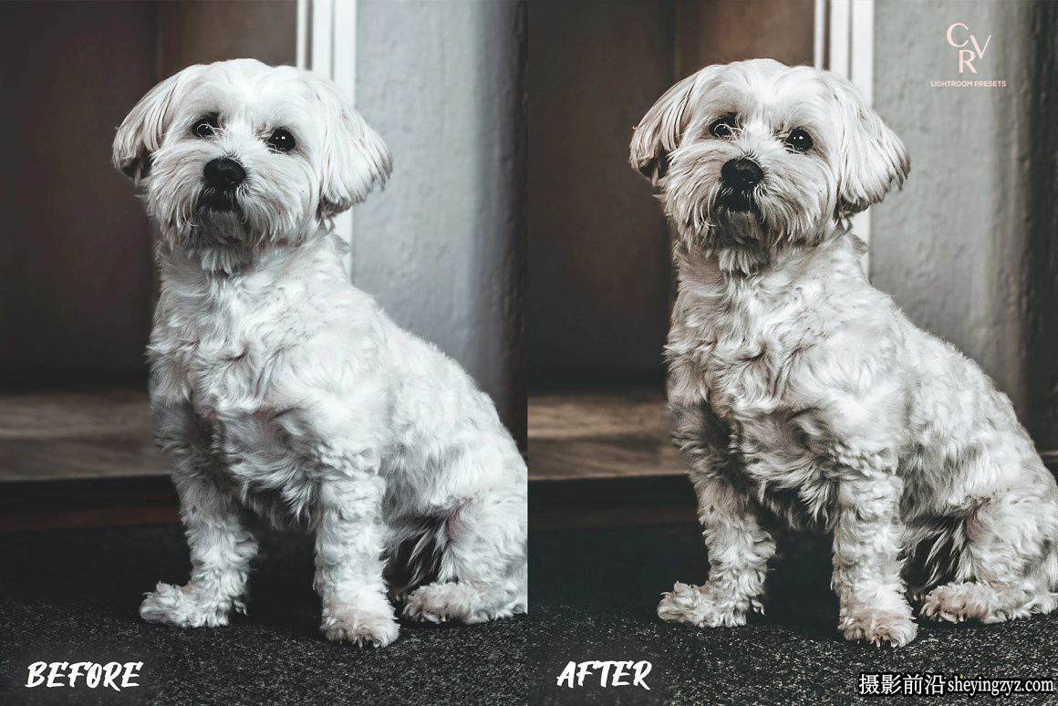 免费LR预设-宠物摄影后期LR预设手机滤镜 Dogs Lightroom Presets