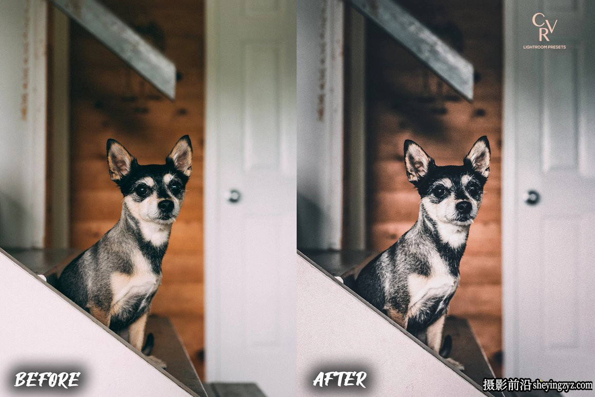 免费LR预设-宠物摄影后期LR预设手机滤镜 Dogs Lightroom Presets