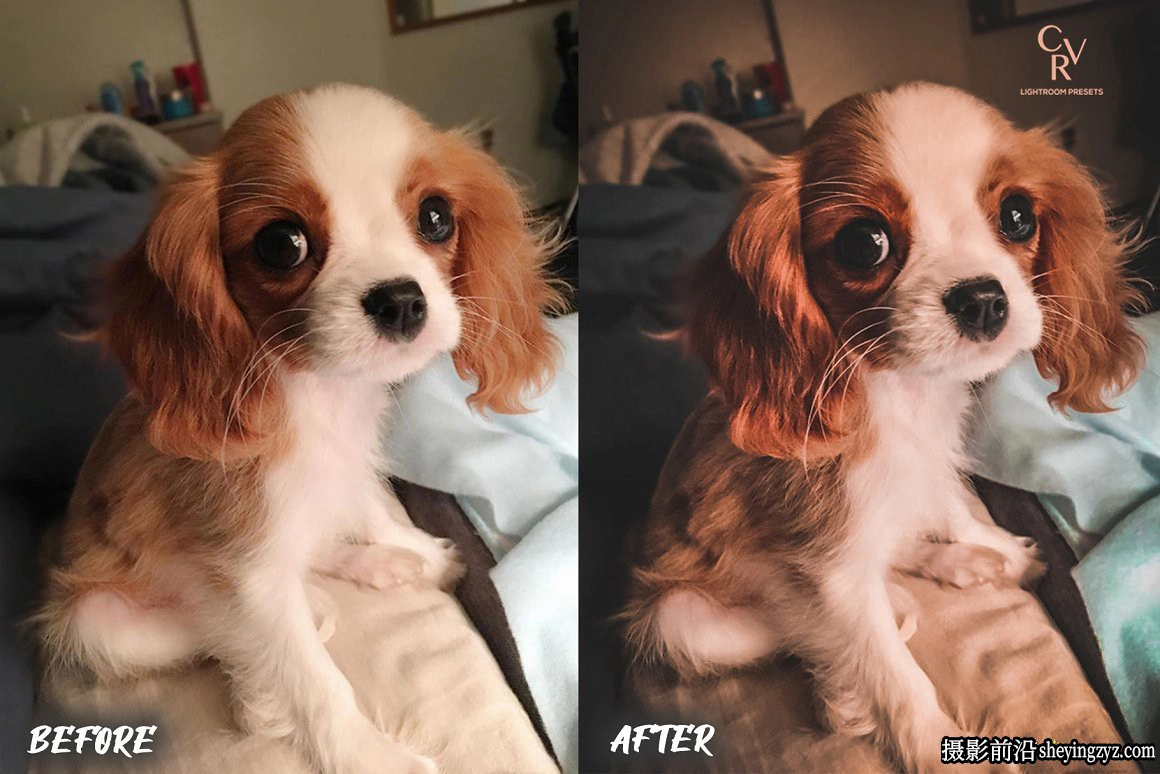免费LR预设-宠物摄影后期LR预设手机滤镜 Dogs Lightroom Presets