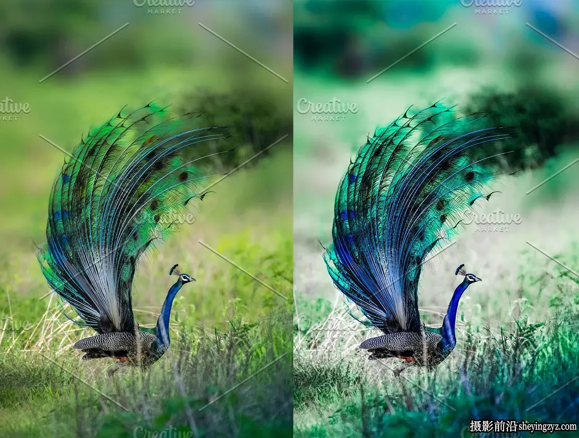 免费lr预设-蓝绿调人像调色LR预设 Lightroom Presets Peacock