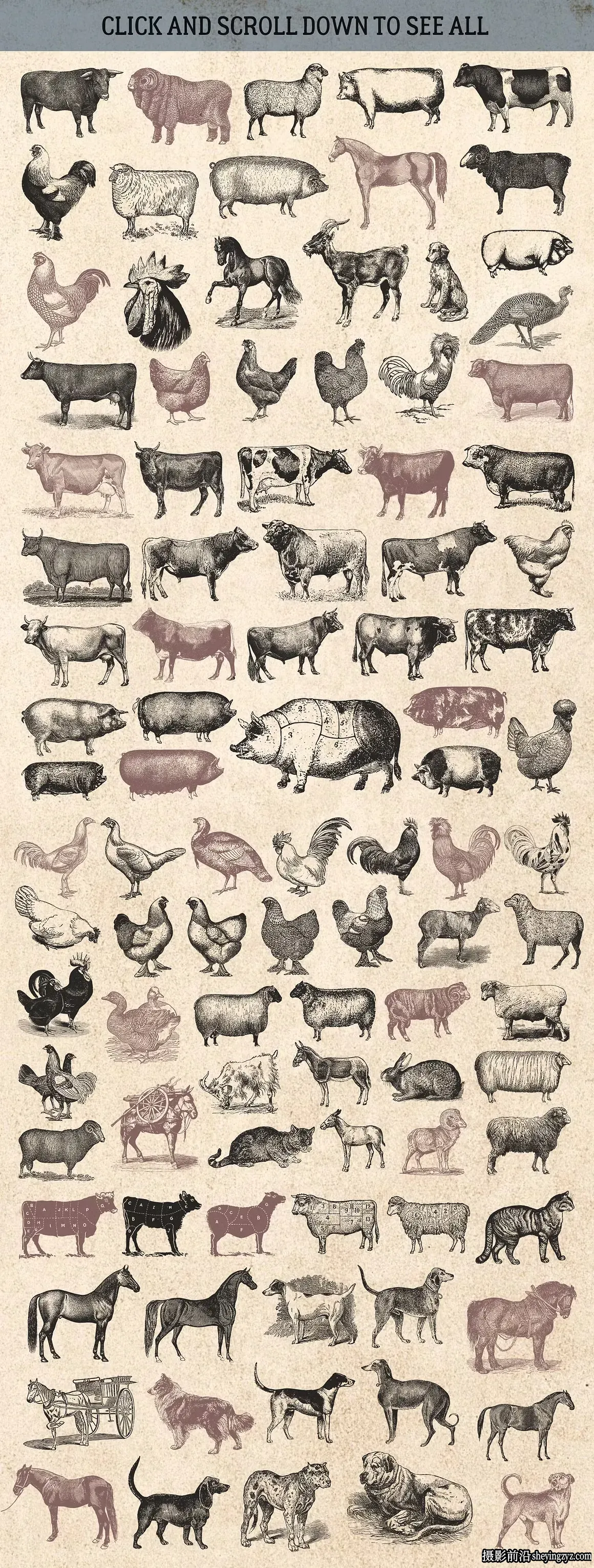 2100+复古矢量插画图形矢量元素标志品牌设计大合集EPS+PNG