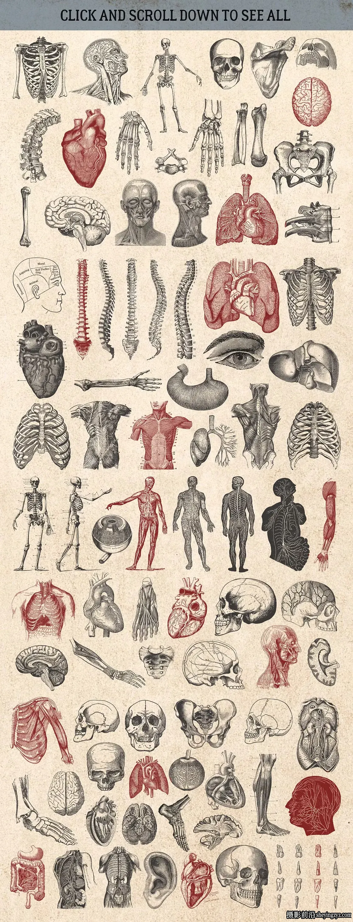 2100+复古矢量插画图形矢量元素标志品牌设计大合集EPS+PNG