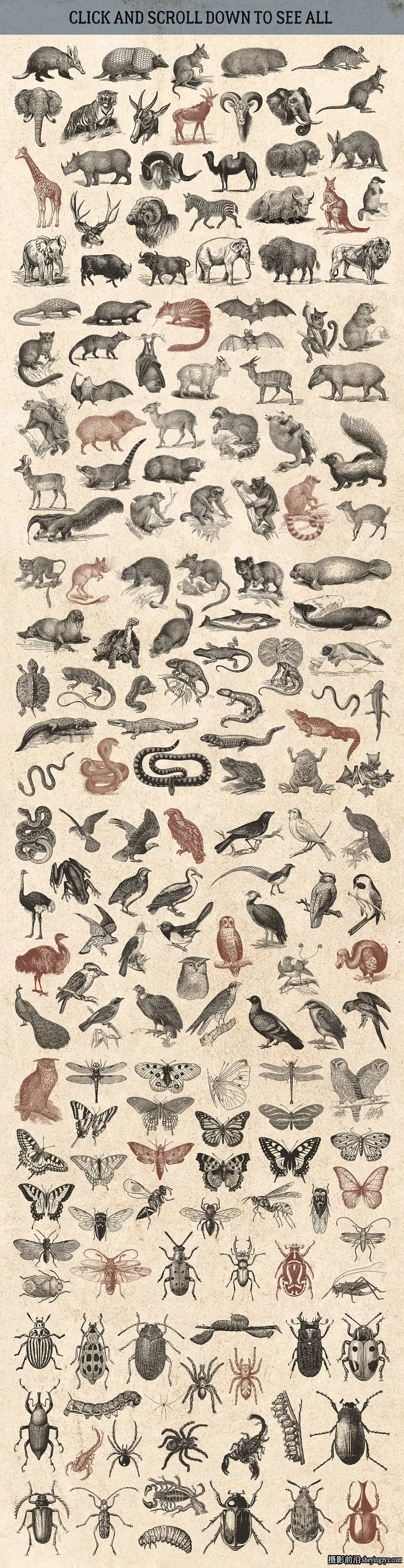 2100+复古矢量插画图形矢量元素标志品牌设计大合集EPS+PNG