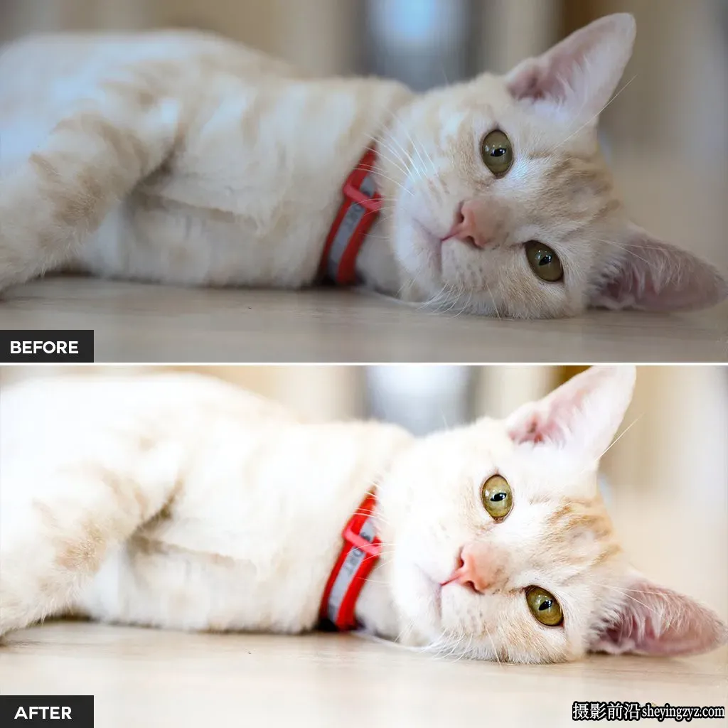 明亮宠物摄影后期调色Lightroom预设 Pets Lightroom Presets