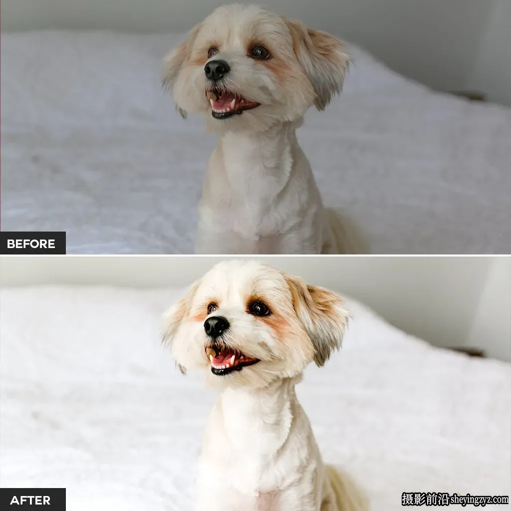 明亮宠物摄影后期调色Lightroom预设 Pets Lightroom Presets