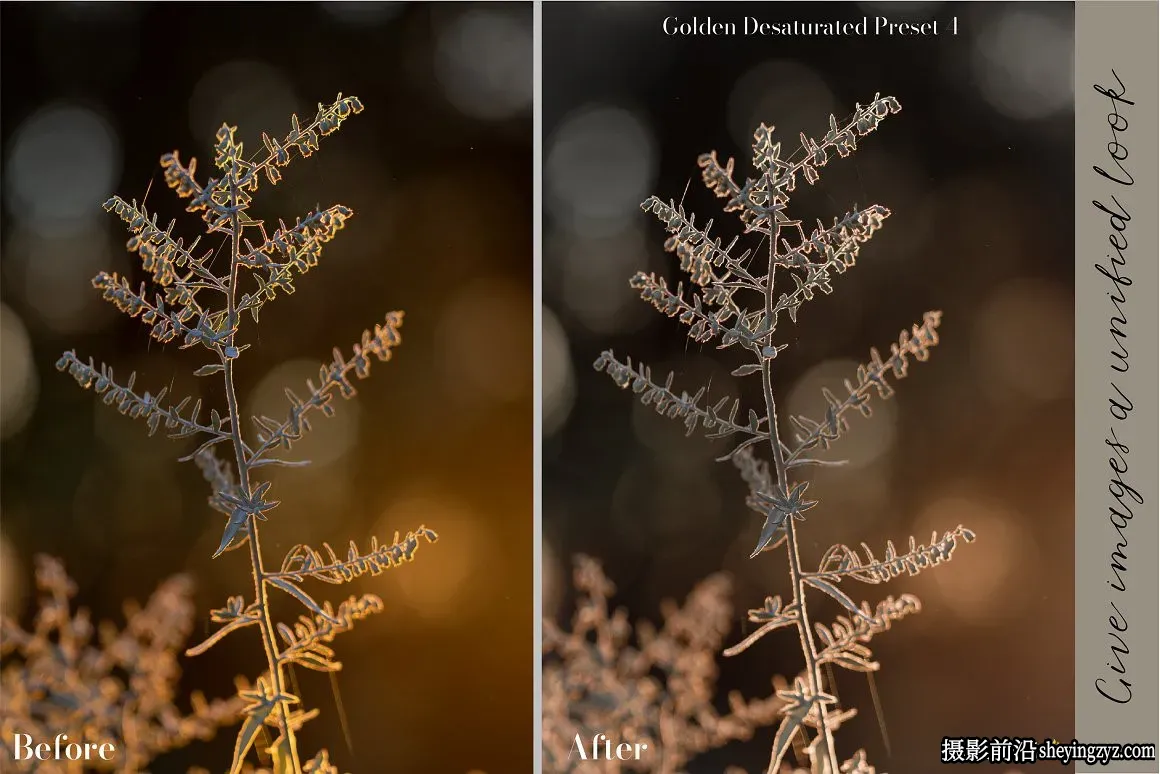 金色唯美微距摄影后期调色Lightroom预设Golden Lightroom Presets