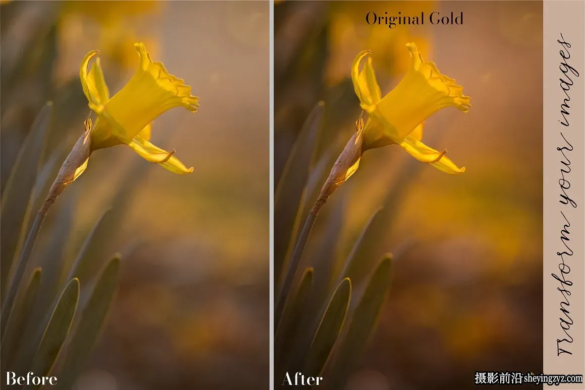 金色唯美微距摄影后期调色Lightroom预设Golden Lightroom Presets