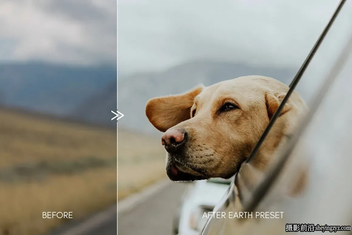 宠物摄影后期调色LR预设Moody Pet Photography Kit Presets
