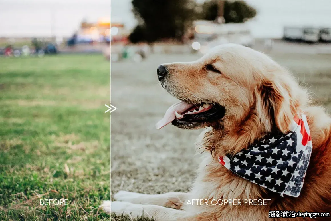 宠物摄影后期调色LR预设Moody Pet Photography Kit Presets