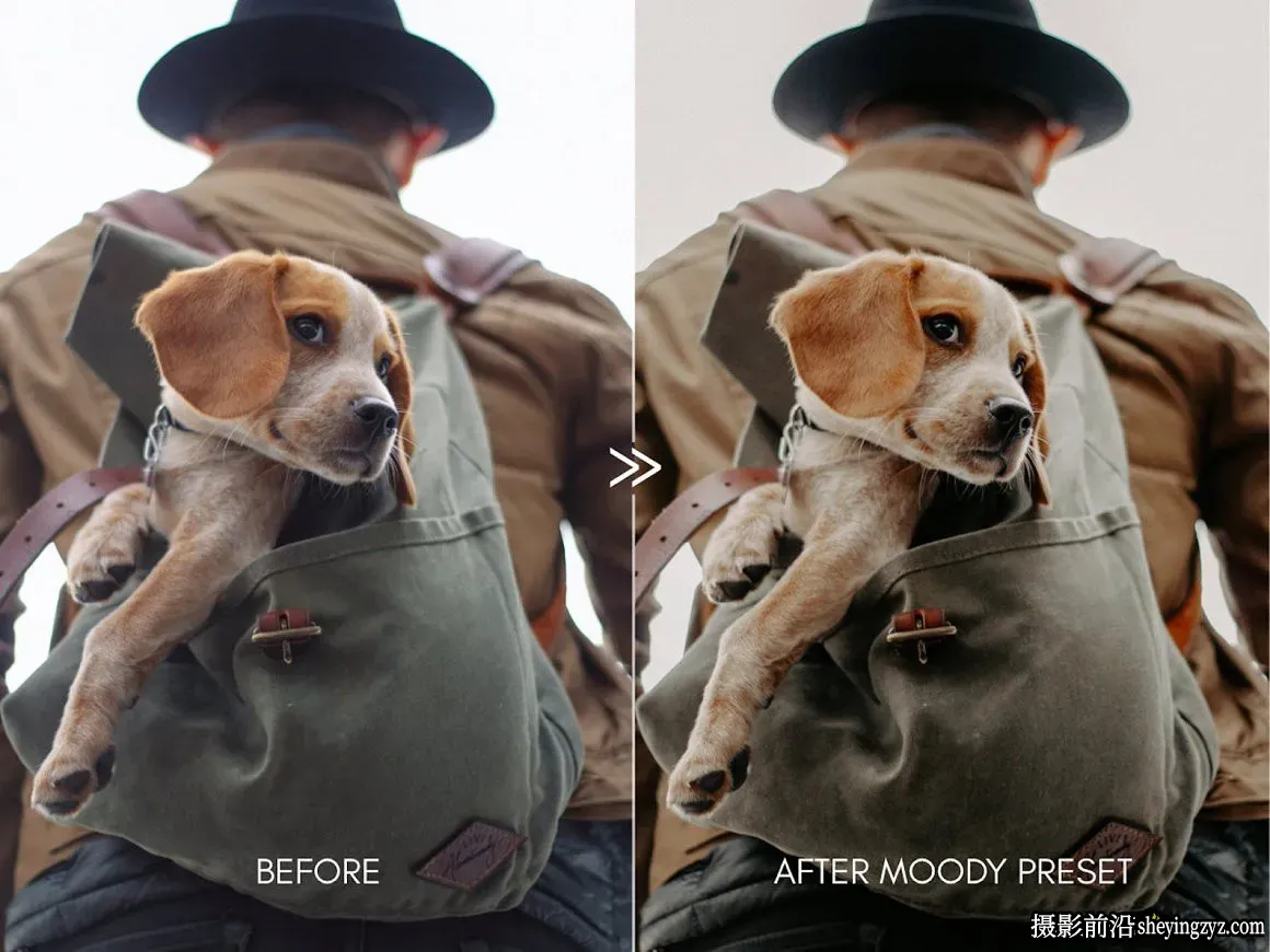 宠物摄影后期调色LR预设Moody Pet Photography Kit Presets