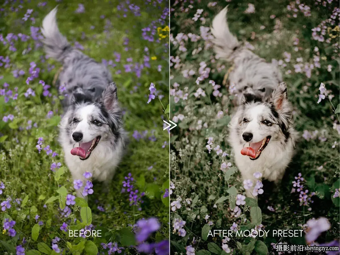 宠物摄影后期调色LR预设Moody Pet Photography Kit Presets