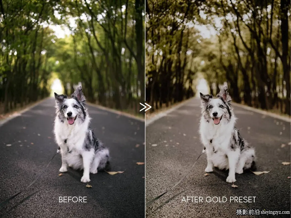 宠物摄影后期调色LR预设Moody Pet Photography Kit Presets