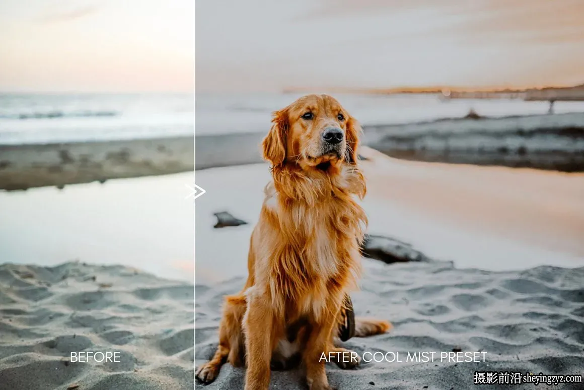 宠物摄影后期调色LR预设Moody Pet Photography Kit Presets