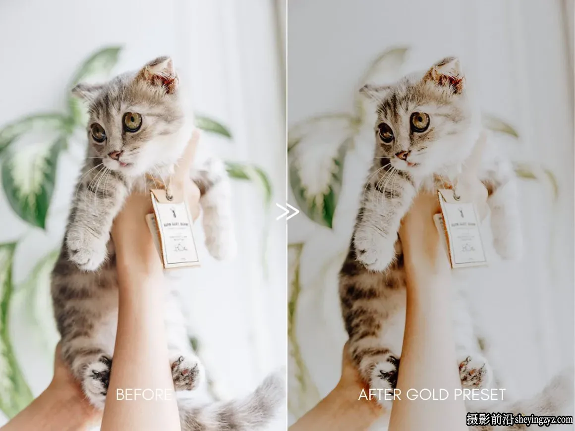 宠物摄影后期调色LR预设Moody Pet Photography Kit Presets