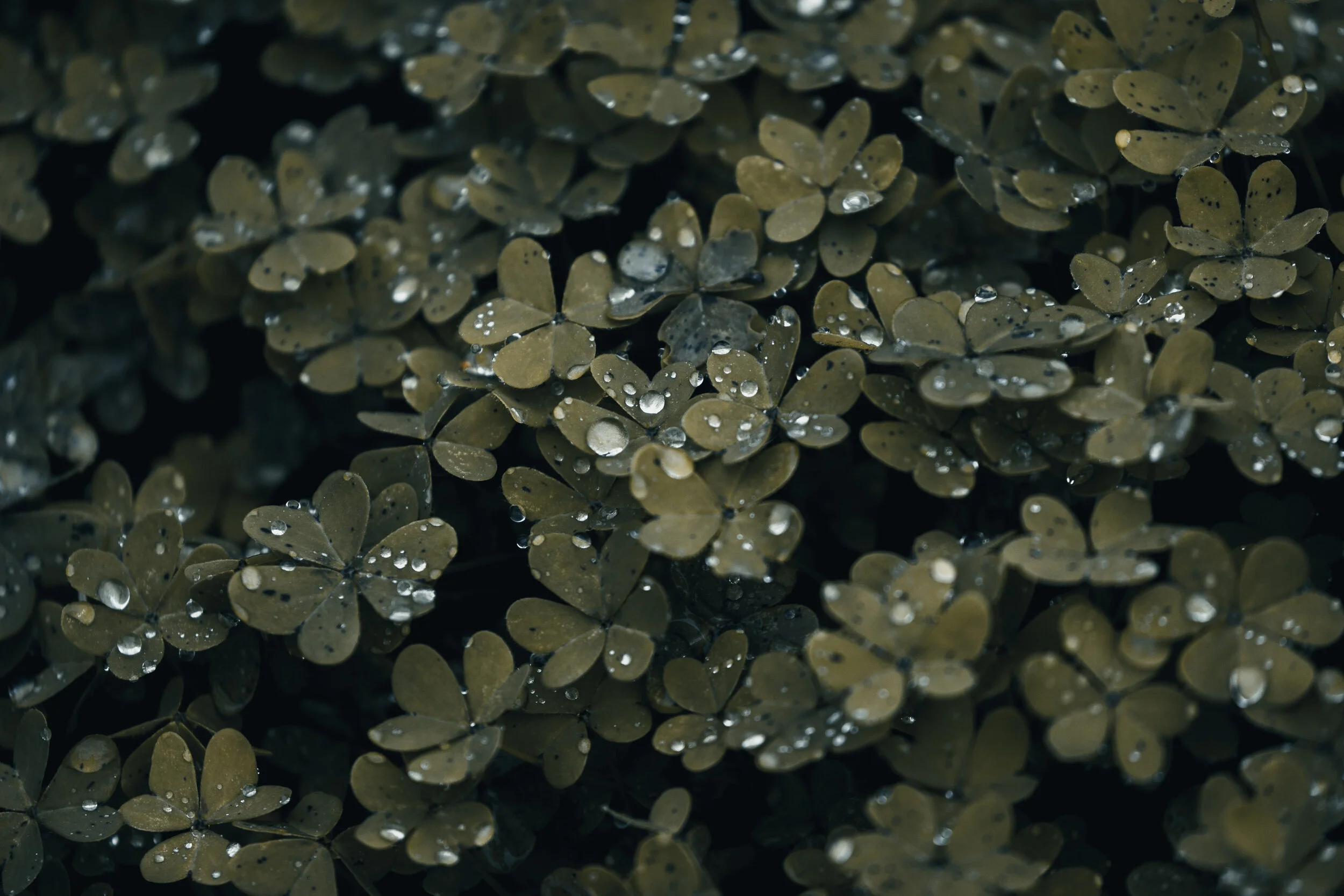 摄影师Michiel Pieters户外旅拍风光LR预设Michiel Pieters Preset