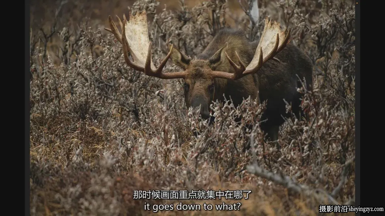 Moose Peterson - 野生动物摄影终极完整指南教程-独家精翻中英字幕
