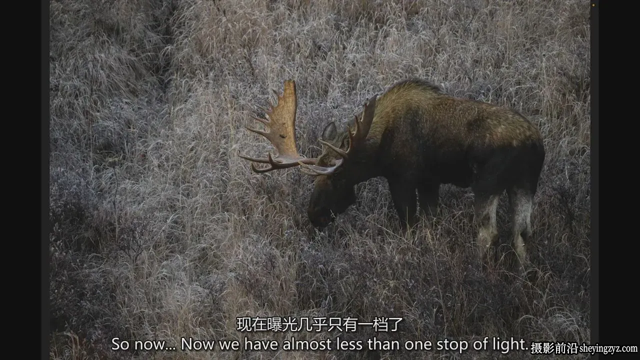 Moose Peterson - 野生动物摄影终极完整指南教程-独家精翻中英字幕