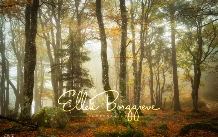 Ellen Borggreve – 森林摄影的魔力电子书-独家精翻PDF中文教程