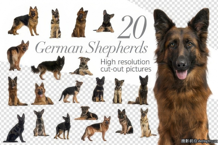 20只德国牧羊犬PNG透明免扣素材合集合成素材