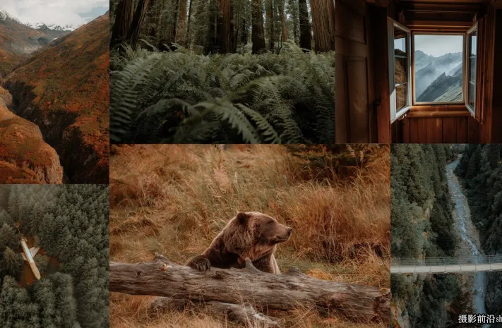 旅拍森系风光LR预设ACR预设 Chris Henry - Forest Foliage Presets