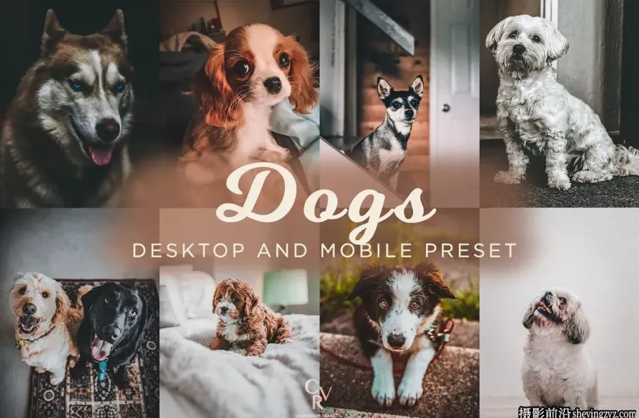免费LR预设-宠物摄影后期LR预设手机滤镜 Dogs Lightroom Presets