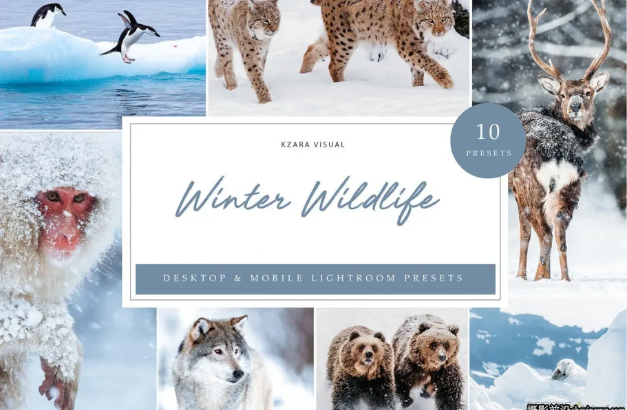 10种冬季野生动物lr预设及手机预设Winter Wildlife Lightroom Presets